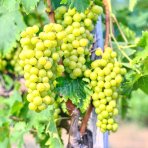 Vinič stolový (Vitis Vinifera) ´BIANCA´ - výška 30-50 cm, kont. C1L